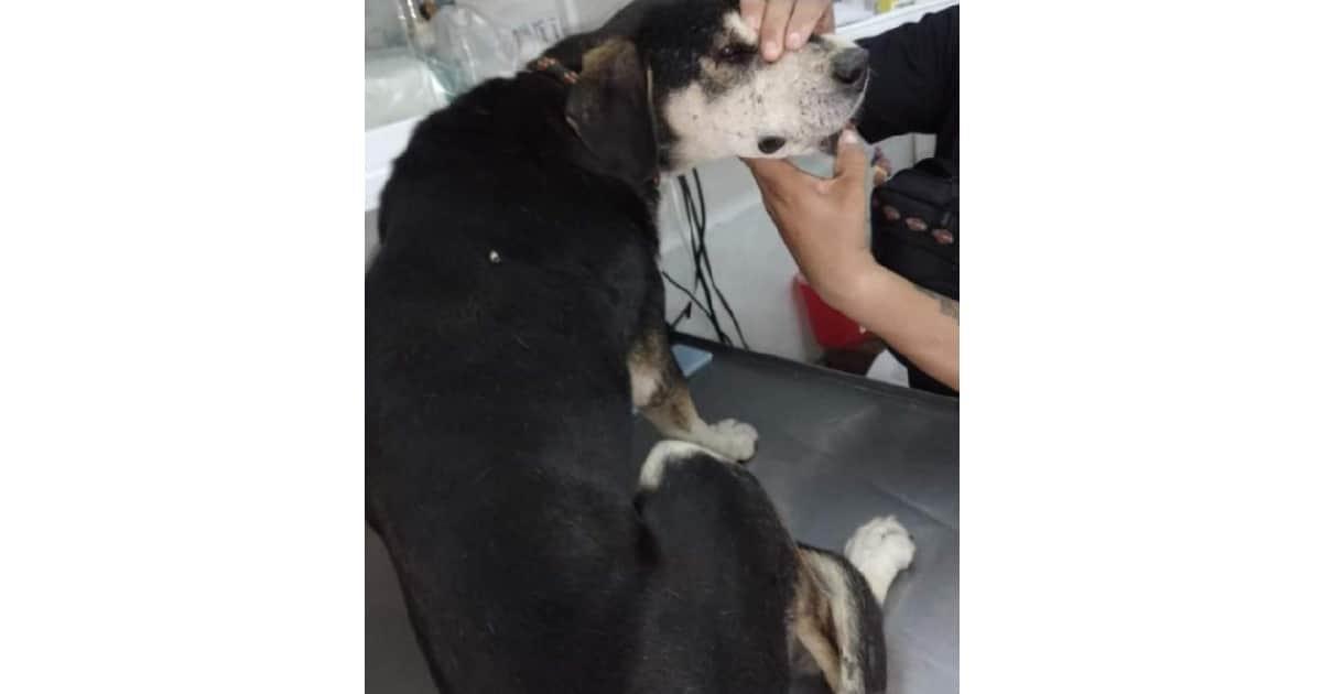 Deysi, perrita rescatada del cerro Chiquihuite está ahora en adopción