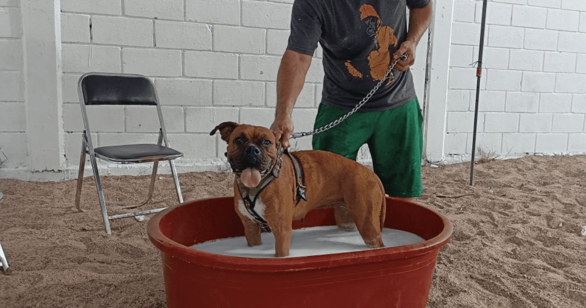 Realizan jornada de esterilización canina y felina en la Insurgentes