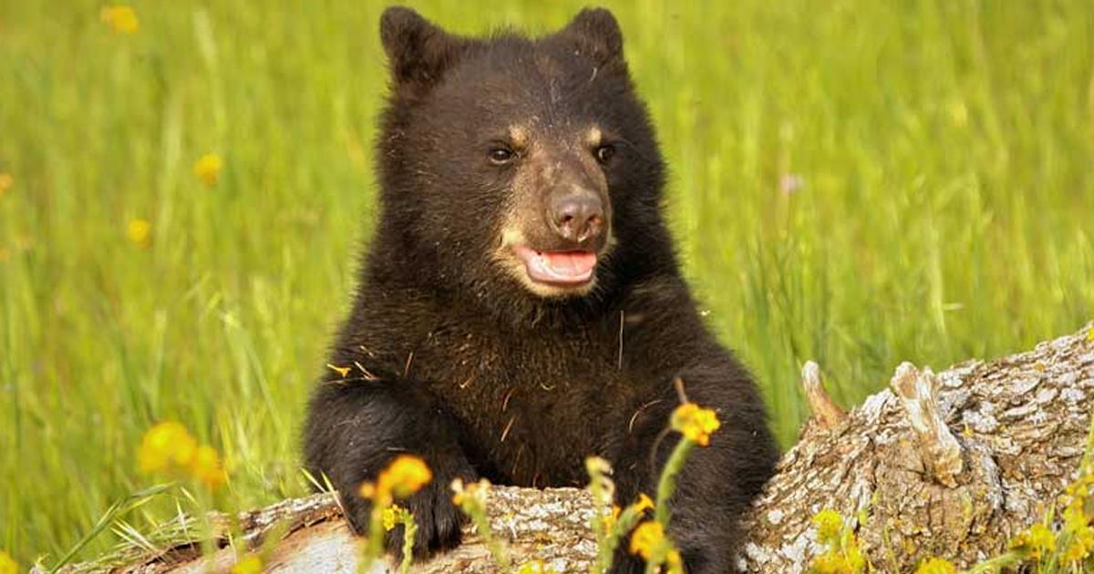 Qué pasó con oso negro en Santa Cecilia?