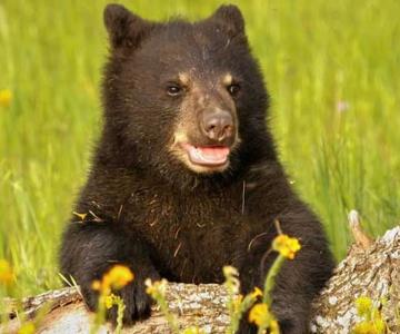 Lanzan petición para pedir justicia por oso negro asesinado en Castaños