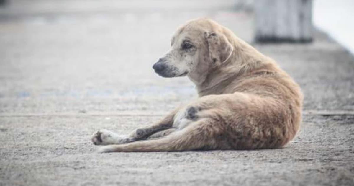 Detienen a hombre acusado de prender fuego a un perro