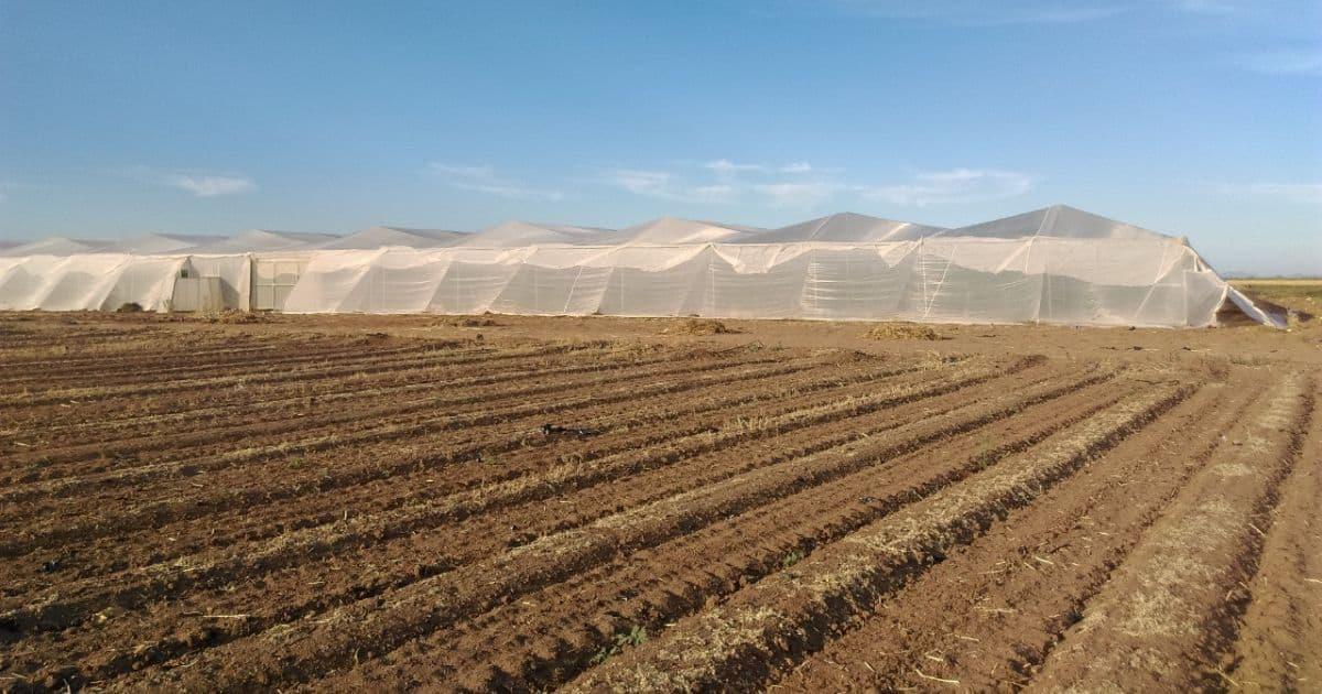 Cultivos en Valle de Guaymas registran pocos daños por las lluvias