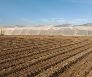 Cultivos en Valle de Guaymas registran pocos daños por las lluvias