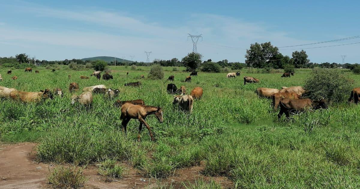 Reduce al 100% mortandad de ganado en la región del Mayo