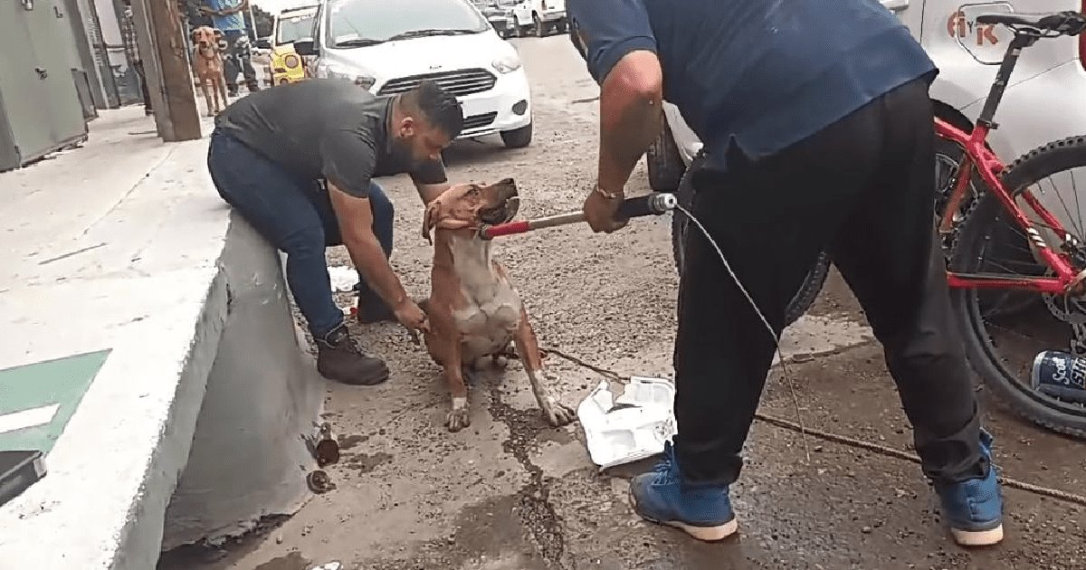 Rescatan a un perrito atrapado en una alcantarilla en la Olivares