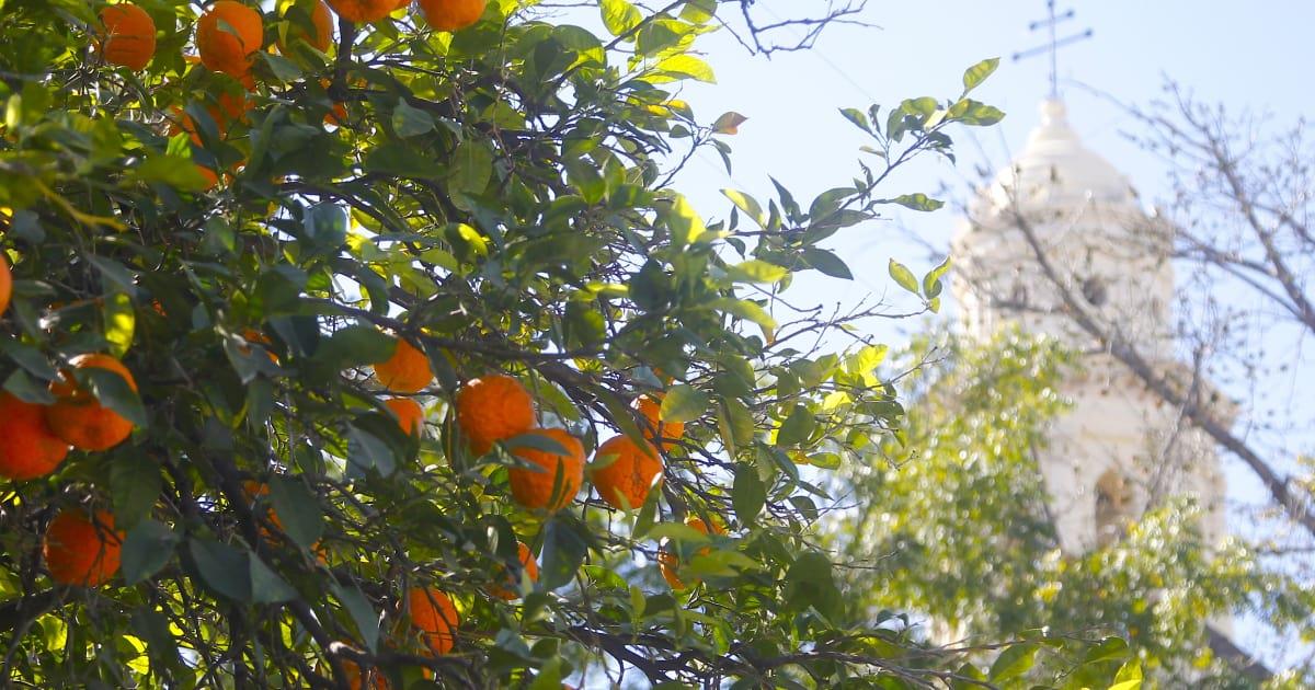 La tradición patria de retirar las naranjas de Plaza Zaragoza