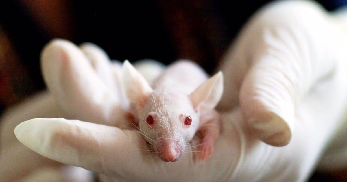 Científicos logran crear embriones sintéticos con ratones