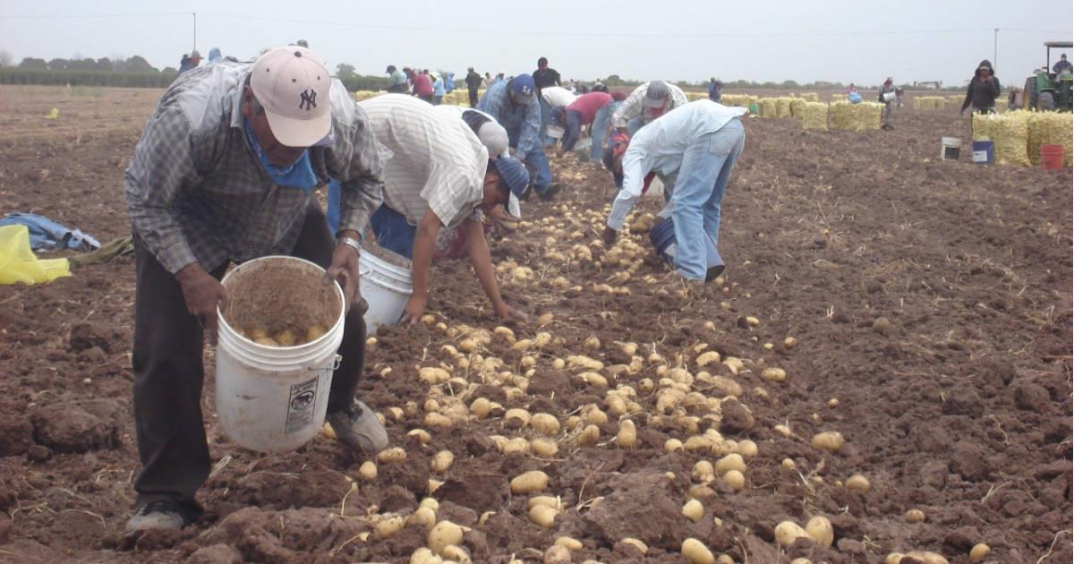 Exceso de lluvias afectaría cultivos de hortalizas