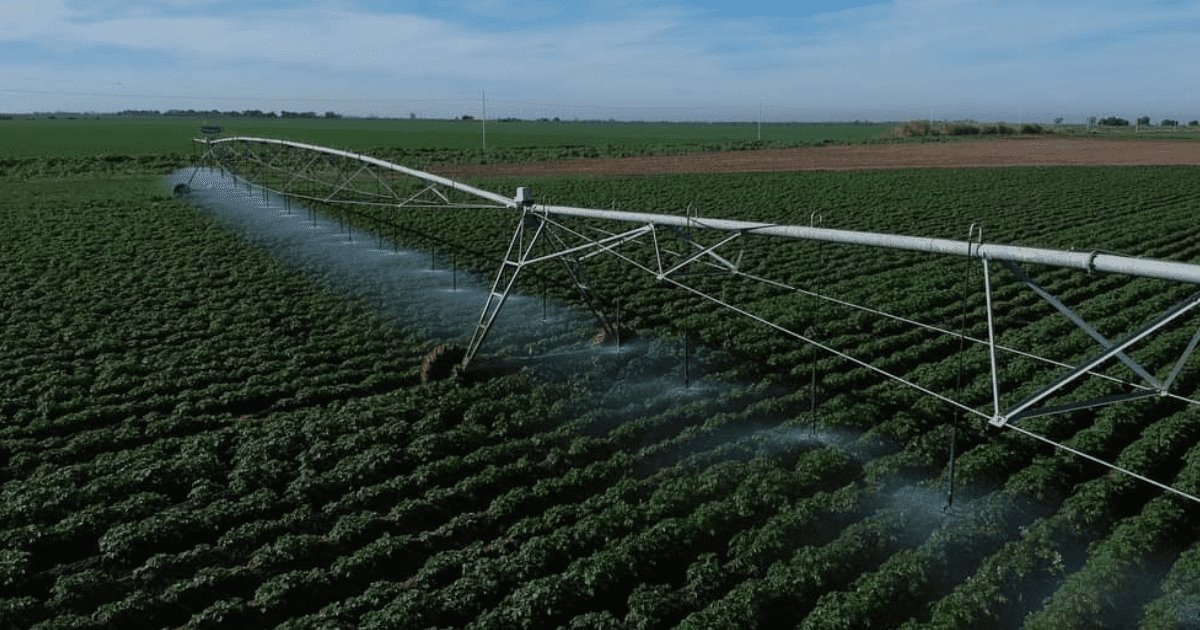 Sonora es el sexto estado con mayor porcentaje de producción agrícola