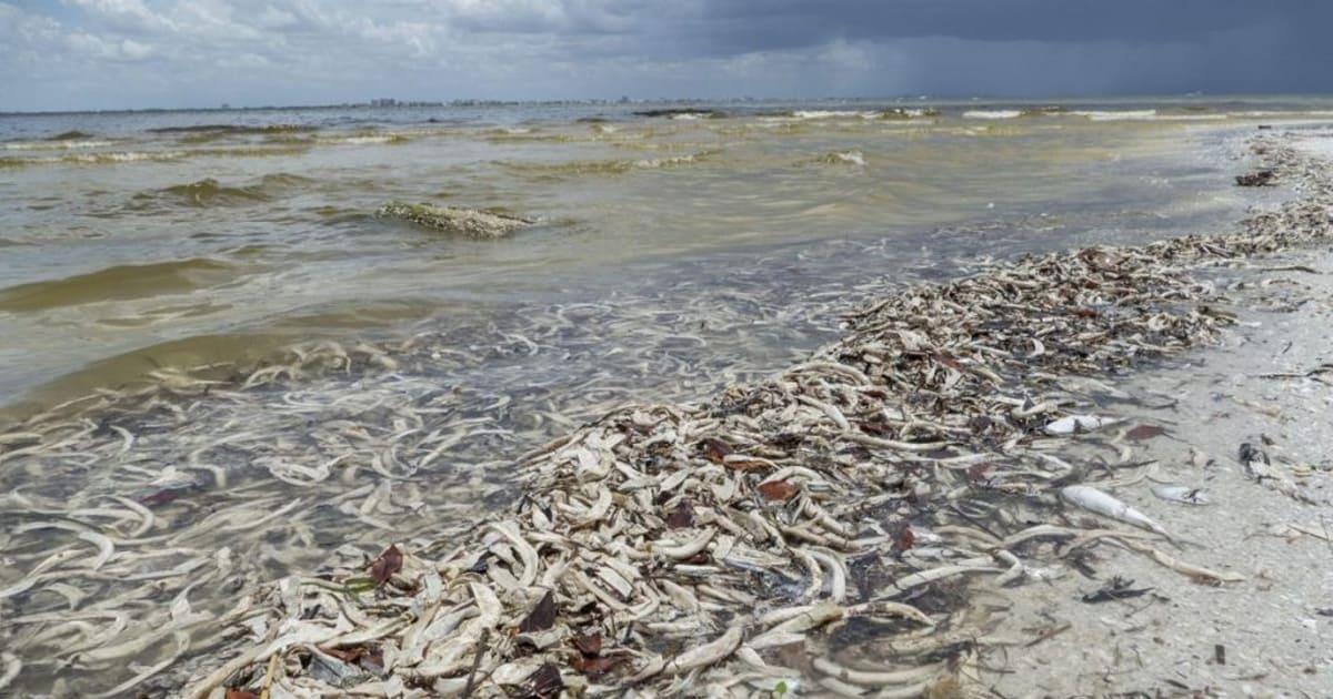 Frentes fríos en Yucatán reparará daños por marea roja