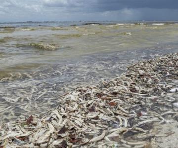 Frentes fríos en Yucatán reparará daños por marea roja