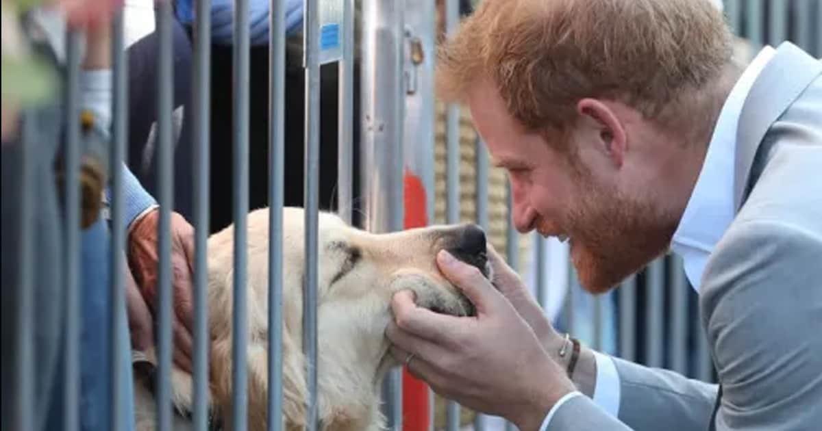 Príncipe se hinca a acariciar un perrito y se hace viral