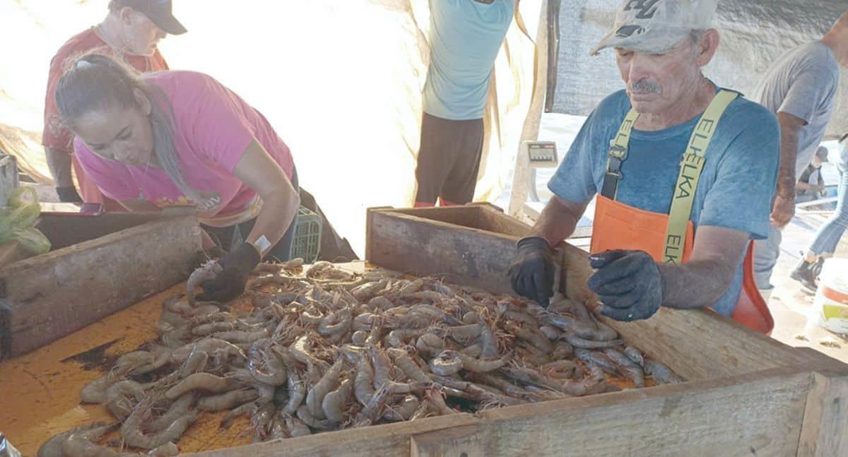 Arranca la captura del camarón en el Pacífico