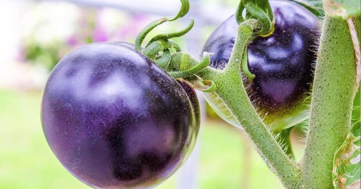 Aprueba Estados Unidos venta de tomate morado