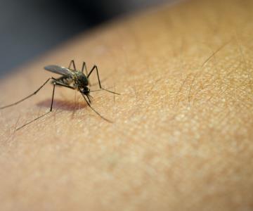 Llaman a tomar medidas para prevenir el dengue en Cajeme