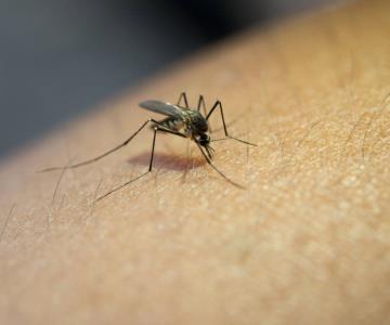 Confirman primera muerte por dengue en Sonora