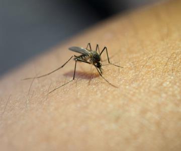 A pesar de las lluvias, Sonora no registra nuevos casos de dengue
