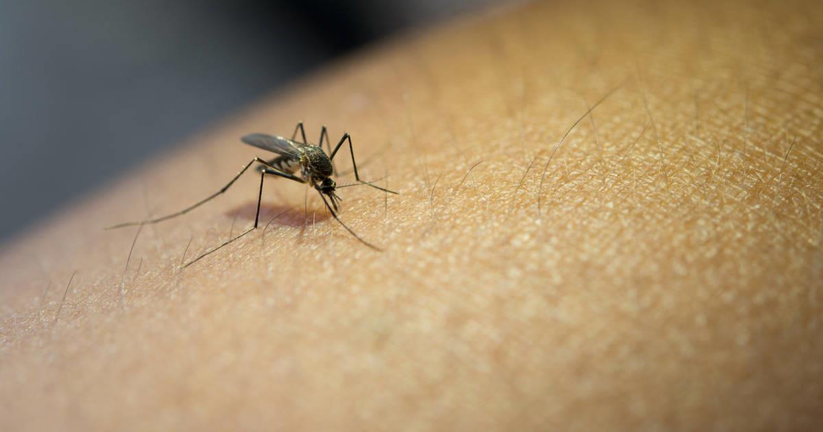 Aumentan 568% casos de dengue en México
