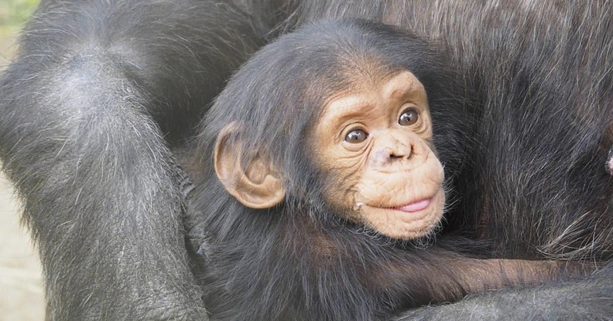 Secuestran tres bebés chimpancés en el Congo y exigen pago millonario