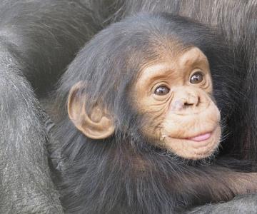 Secuestran tres bebés chimpancés en el Congo y exigen pago millonario