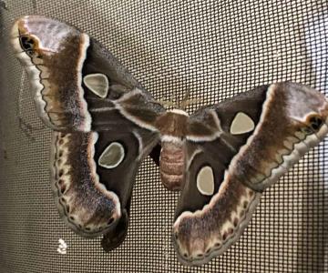 Lluvias al sur de Sonora benefician producción histórica de mariposas