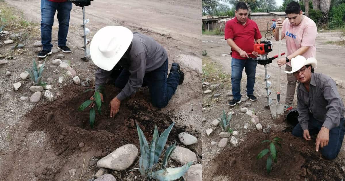 Embellecen Molino de Camou plantando guayacanes; buscan atraer visitantes