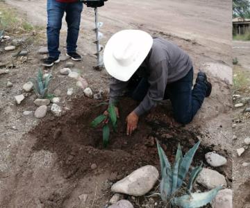Embellecen Molino de Camou plantando guayacanes; buscan atraer visitantes