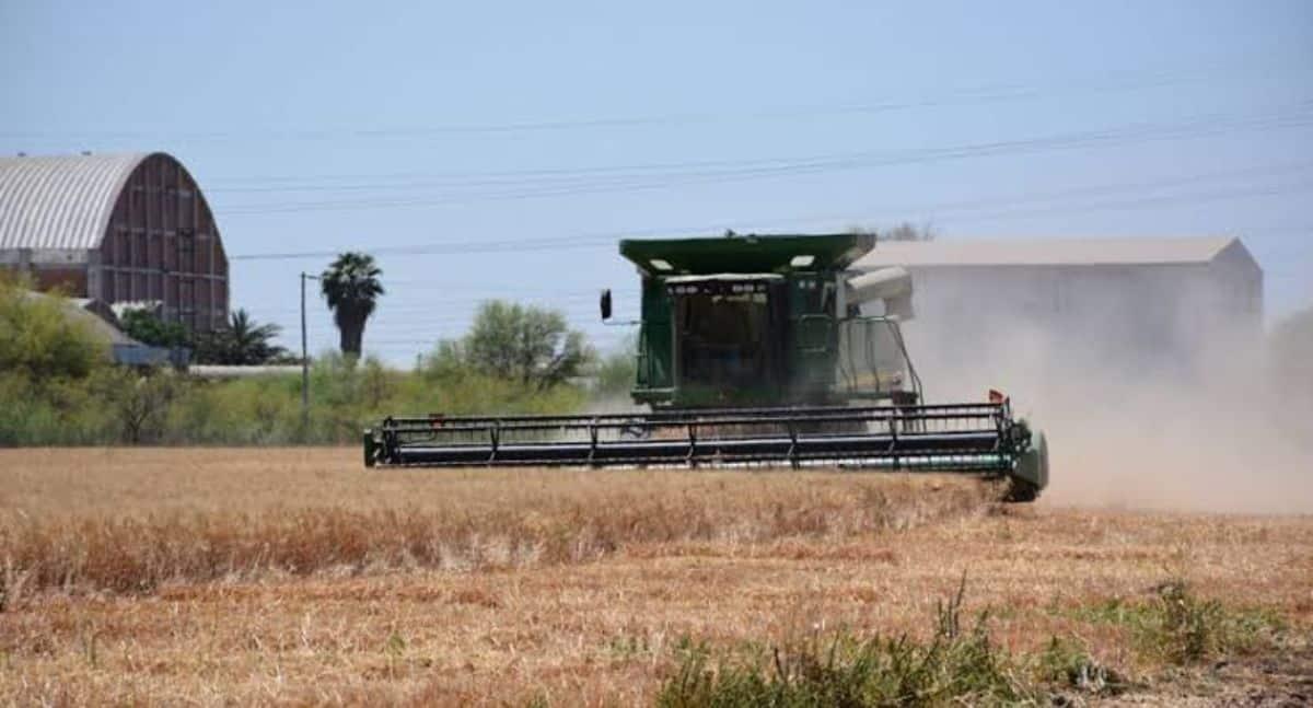 Agricultores tienen esperanza para el nuevo ciclo agrícola 