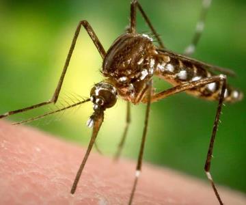 Dengue puede prevenirse evitando criaderos del mosco transmisor