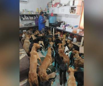 Invitan al Croquetón, en apoyo al rescate de perros y gatos en Empalme