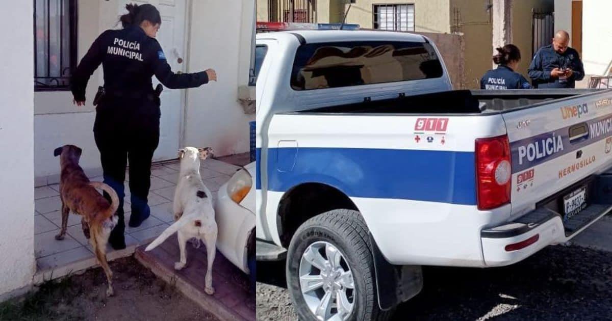 Oficiales rescatan a perros abandonados en vivienda de Las Lomas