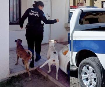 Oficiales rescatan a perros abandonados en vivienda de Las Lomas