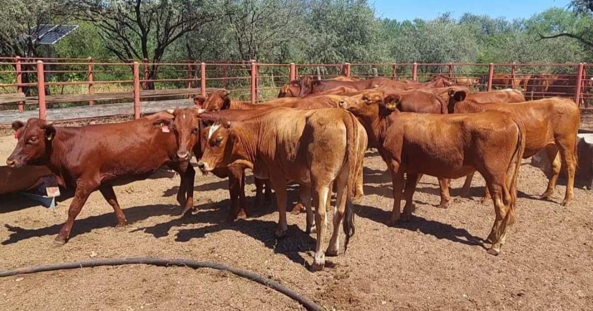 Lluvias al sur de Sonora dan esperanzas al sector ganadero