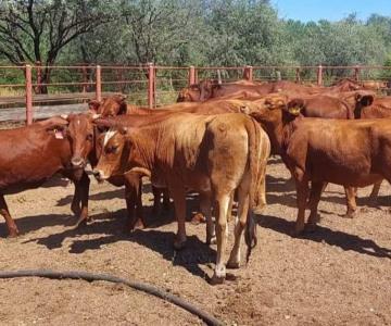 Lluvias al sur de Sonora dan esperanzas al sector ganadero
