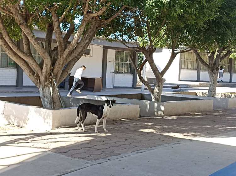 Fumigan una secundaria por temor a las garrapatas