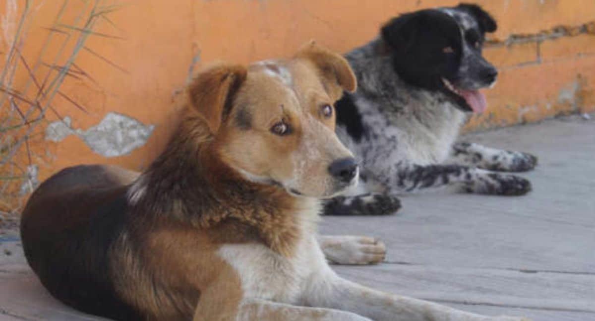 México ocupa primer lugar en abandono de perros