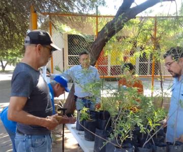 Realizan jornada de donación de árboles regionales en Hermosillo