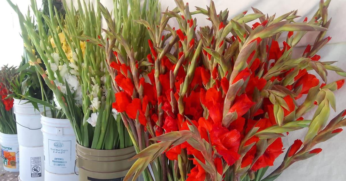 Gladiolas son las flores más solicitadas a vendedores del panteón
