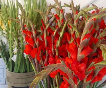 Gladiolas son las flores más solicitadas a vendedores del panteón