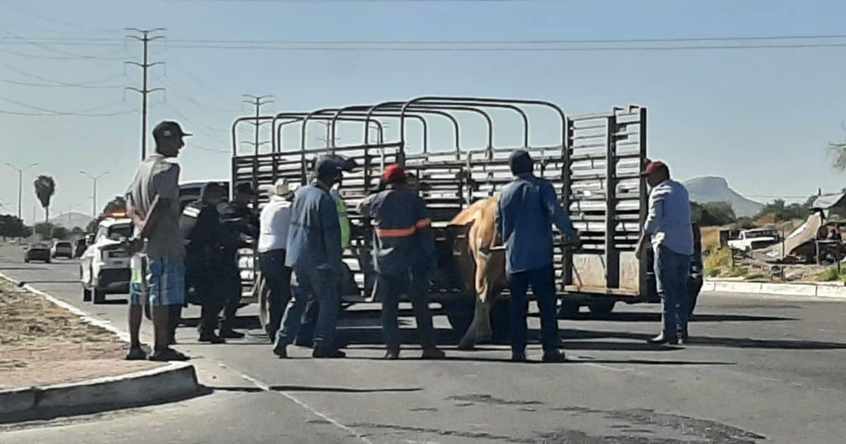 Una vaca provoca caos vial en el bulevar Morelos