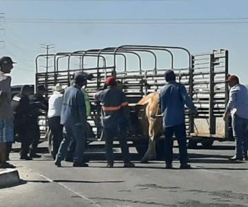 Una vaca provoca caos vial en el bulevar Morelos
