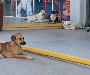 Reportan mascotas desaparecidas y lesionadas por pirotecnia en Navojoa