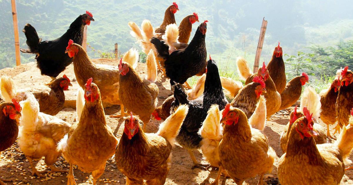 Gripe aviar afecta gravemente la producción de alimentos y sube los precios