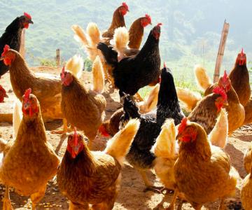 Gripe aviar afecta gravemente la producción de alimentos y sube los precios