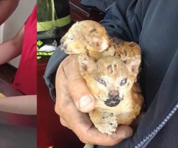 Rescatan de incendio a cachorros de puma; heridos de consideración