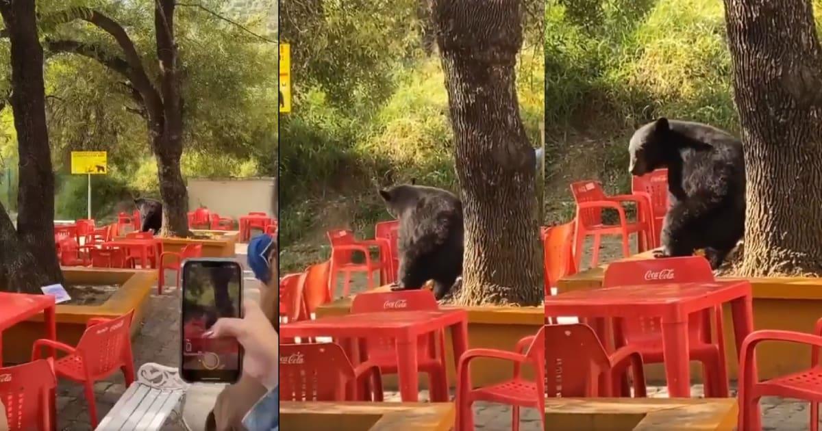 Oso se roba la atención por su baile en la UANL