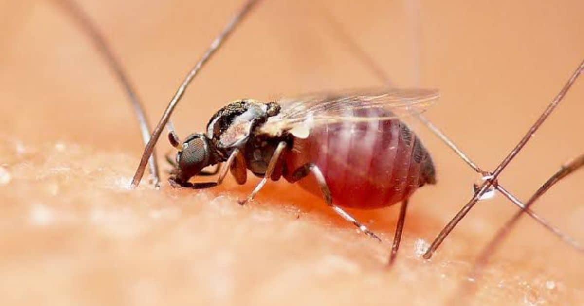 Jejenes invaden el Molino de Camou en Hermosillo