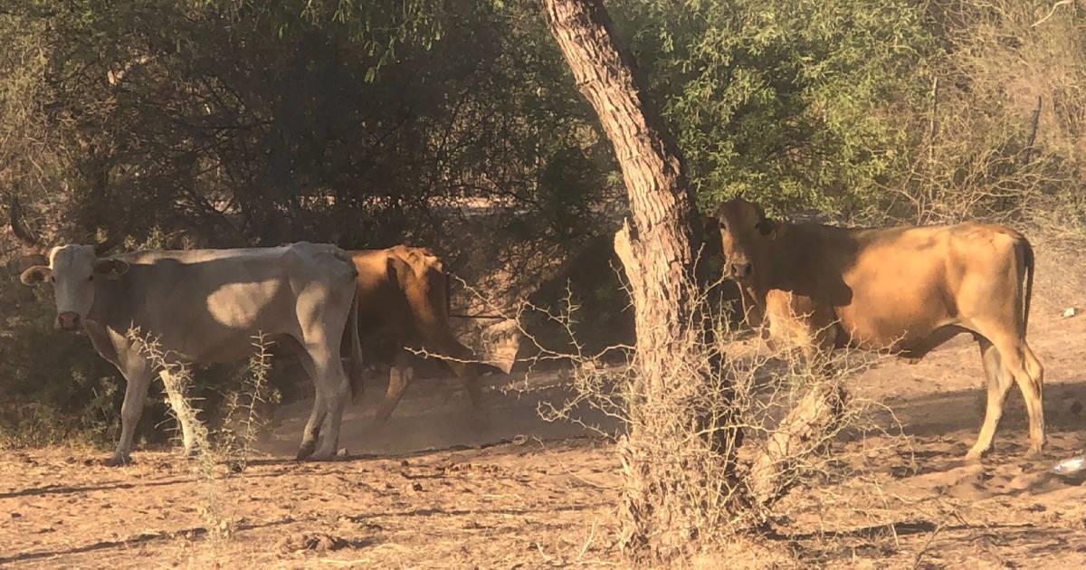 Afecta abigeato a ganaderos del Valle del Yaqui