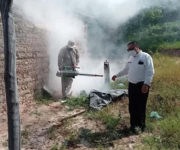 Casos de dengue en Navojoa se elevan por descuido de los criaderos