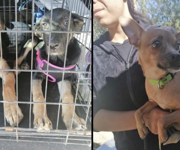 Trasladan 14 perros rescatados de Obregón a Estados Unidos